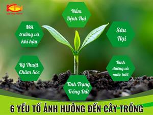 6️⃣ YẾU TỐ ẢNH HƯỞNG ĐẾN CHẤT LƯỢNG CÂY TRỒNG 💥💥💥